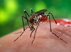 Житель Кагула заболел лихорадкой Западного Нила после укуса комара
