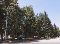 «Липа» вместо елок: ложь, которую все в Кишиневе почуяли еще три года назад