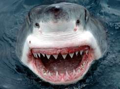 Украинец спас австрийскую девушку от акулы, которая вырвала из ее живота кусок мяса