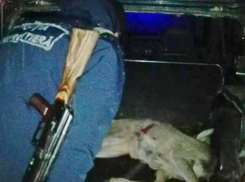 Застреливших лань и расставлявших ловушки браконьеров задержали на севере Молдовы 