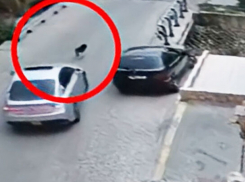 Водитель на скорости сбил собаку: адвокат добивается наказания