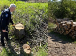 В селе Темелеуцы мужчина вырубил 79 тополей