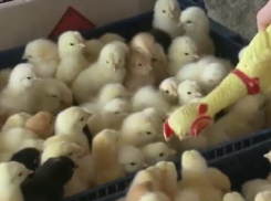 Кур нового поколения и «запоздалых» цыплят привезли на Центральный рынок в Кишиневе