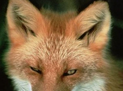 Кишиневский зоопарк готовится к празднику