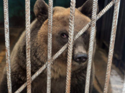 Медведей из Кишиневского зоопарка просят спасти от гибели в тесных клетках