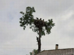 В Сороках семью аистов спасали в течение двух дней
