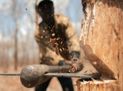 Молдова стремительно «лысеет» - звук топора уже слышат в Кишиневе, но, увы, далеко не все