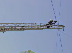 Удивительное спасение птицы мира, попавшей в провода, произошло в Бельцах