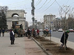 На ПВНС вместо спиленных лип уже высадили ясени