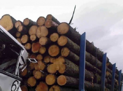 Украинские гастарбайтеры разбились в Польше: автобус врезался в лесовоз