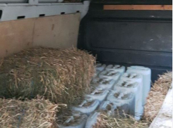Грандиозная заначка попала на видео: кишиневец спрятал под сеном тысячу литров спирта