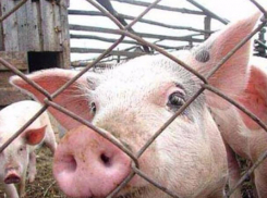 Очередную вспышку африканской чумы зарегистрировали на границе с Молдовой 