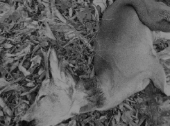 В столичном парке растерзали детеныша косули и вынули его внутренние органы