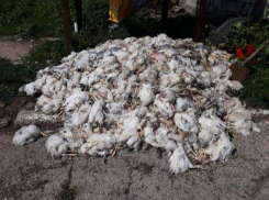 Трагедия: В Комрате на одной из птицефабрик из-за урагана погибли 19 тысяч птенцов