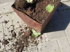 На Пасху кто-то спер цветы из корзин на столичной улице Александри