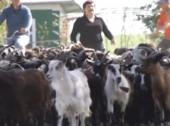 Отправить на бойню 200 коз и бежать из страны вынудили власти молдавского фермера
