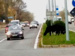 Оживленную кишиневскую трассу «оккупировали» коровы с теленком
