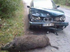 «Столкновение» кабана с BMW плачевно закончилось для обоих 