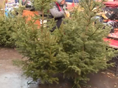 Елки в Кишиневе в нынешнем году стоят дороже, чем в прошлом