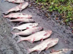 Более 30 браконьеров проверены и оштрафованы за минувшие выходные