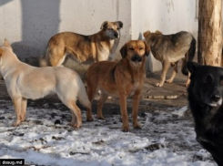 Вице-примар Кишинева призвал ужесточить наказание за причинение боли, увечья и убийство животного