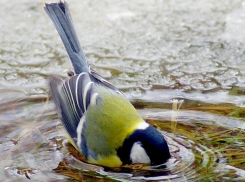 В пятницу в Молдове будет очень тепло 
