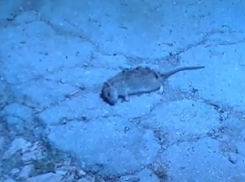 Дохлых крыс и тонну гнилого мяса обнаружили в колбасном цеху