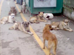 Каково решение проблемы бездомных собак в столице
