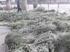 Кишинёв завалили непроданными елями и соснами 