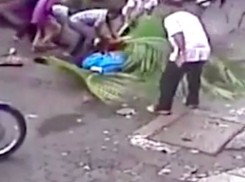 Шокирующее видео: упавшая пальма насмерть раздавила известную телеведущую