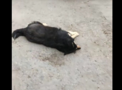 Задавил собаку в одном из столичных дворов – безграничная жестокость наших дней