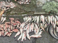 Опасность для здоровья: жителей Молдовы просят воздержаться от рыбы из Днестра 