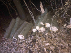 Троица внаглую вырубала деревья в Кишиневе 