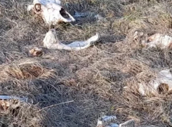 В Молдове продолжают массово разбрасывать черепа животных