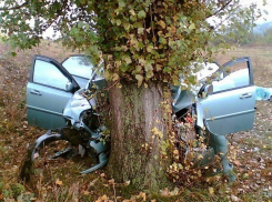 Пассажирка автомобиля, врезавшегося в дерево, погибла от полученных травм 