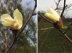 В столичном Дендрарии начали цвести магнолии