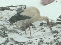 Стая аистов обосновалась на мусорном полигоне в Ниспоренах 