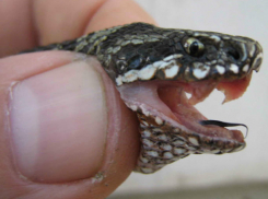 Нашествие ядовитых хищников панически испугало украинцев