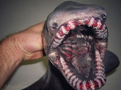 Доисторического монстра поймали ученые у берегов Португалии