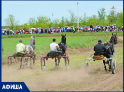 Конные скачки, чемпионат ММА и десерты без глютена: афиша интересных мероприятий с 30 апреля по 5 мая