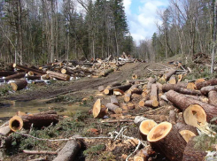 Незаконная вырубка лесов: БКС настаивает на слушаниях, PAS против