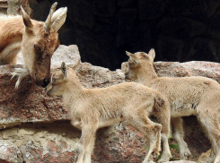 Кишиневский ЗОО пополнился на 50 новых жильцов