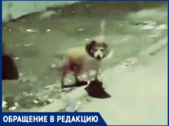 Кишиневцы просят о помощи: несколько дней по улице бегает собака с ветеринарным воротником на шее