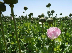 Пенсионерка из Приднестровья занялась наркобизнесом 