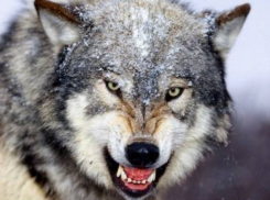 Матерый волк объявил войну целому селу