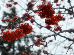 Зима близко! Фермеры принимают меры против холодов
