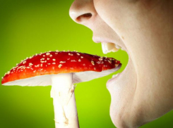 Четыре человека из пригорода Кишинёва оказались в больнице из-за отравления грибами