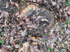 Незаконная вырубка в лесах Криулен: ущерб оценили почти в 200 тысяч леев