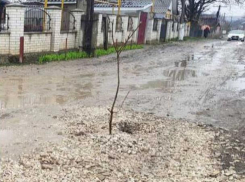 «Ноу-хау» в Бельцах - деревья сажают прямо в дорожные ямы