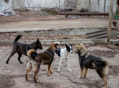 Полиция расследует массовое исчезновение и смерть собак на свалке в Каушанах